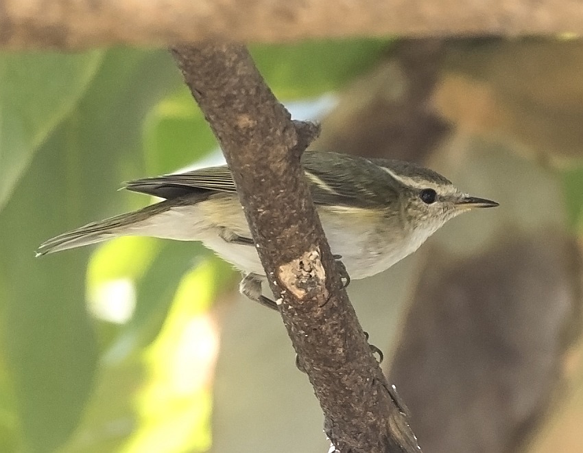 Hume's Leaf Warbler